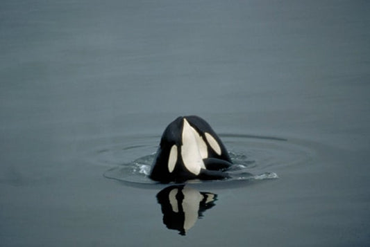 Wild Orca Research Powered by iBoot Technology